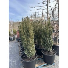 Тис середній Казіо (Taxus media Kazio) 120 см